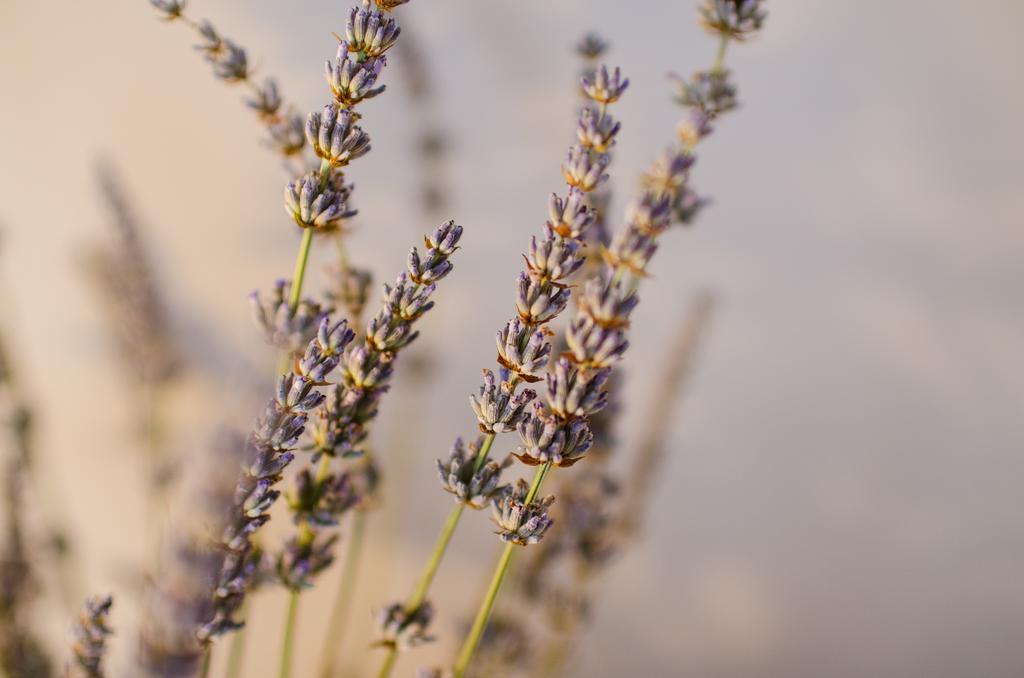 Lavender - City Room With Free Parking Пула Екстериор снимка