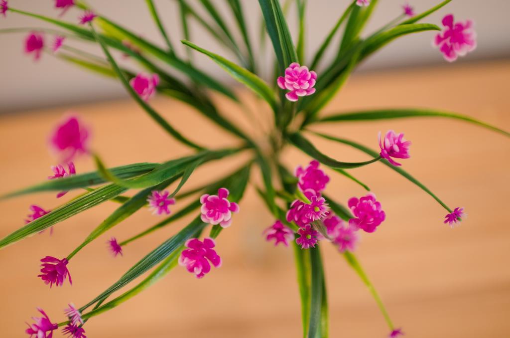 Lavender - City Room With Free Parking Пула Екстериор снимка